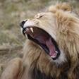 Sylvester the lion's big adventure ends with a helicopter ride in South African mountains