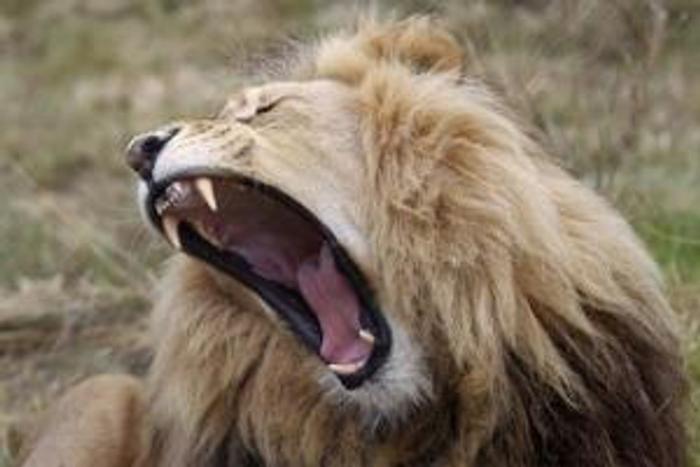 Sylvester the lion's big adventure ends with a helicopter ride in South African mountains