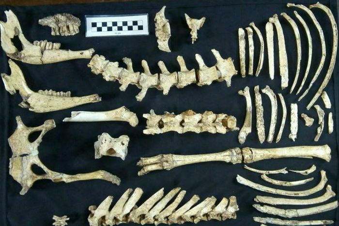 Almost 70 percent of the bones of the Morenelaphus prehistoric deer were found in a fossil