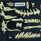 Almost 70 percent of the bones of the Morenelaphus prehistoric deer were found in a fossil
