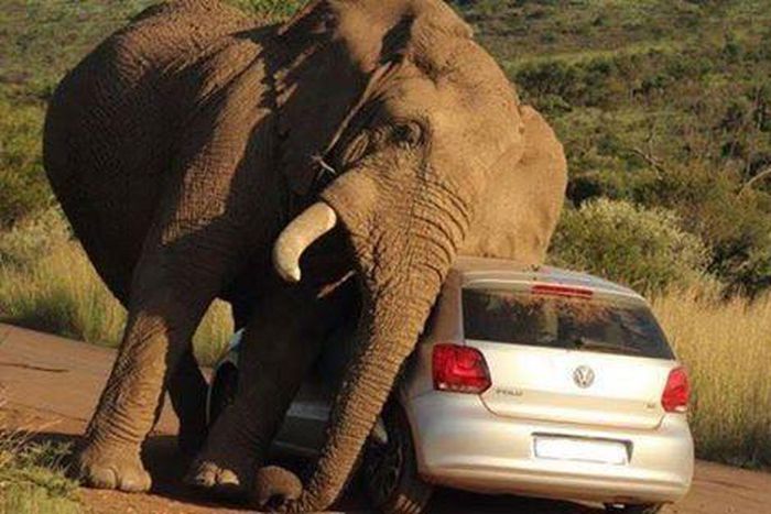The Elephant taking care of its itch using a car
