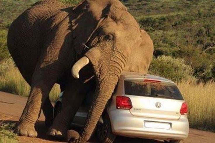 The Elephant taking care of its itch using a car