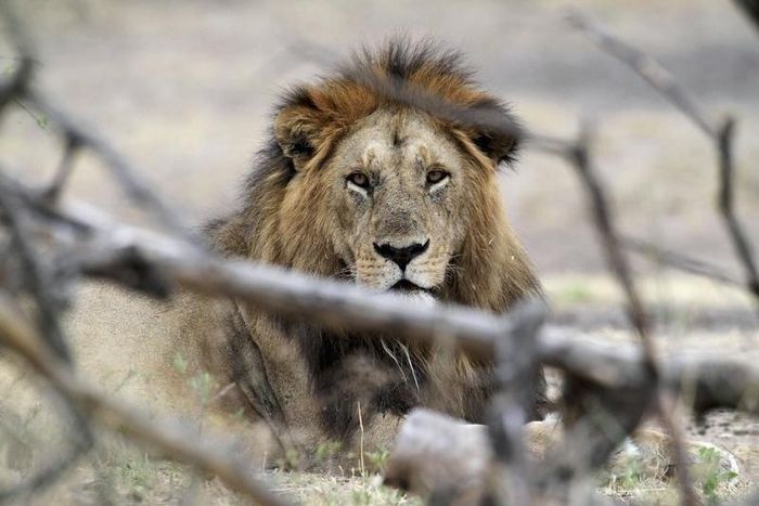 A lion rests at Tanzania's Serengeti National Park August 19, 2012. REUTERS/Noor Khamis
