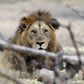 A lion rests at Tanzania's Serengeti National Park August 19, 2012. REUTERS/Noor Khamis