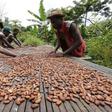 People work with cocoa beans in Enchi, in a file photo. Picture taken June 17, 2014.  REUTERS/Thierry Gouegnon