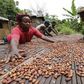 People work with cocoa beans in Enchi, in a file photo. Picture taken June 17, 2014.  REUTERS/Thierry Gouegnon