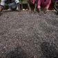 Ivory Coast weather boosting cocoa amid some concerns