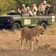 Group of tourist watching a lioness and her cubs.