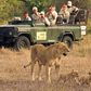 Group of tourist watching a lioness and her cubs.