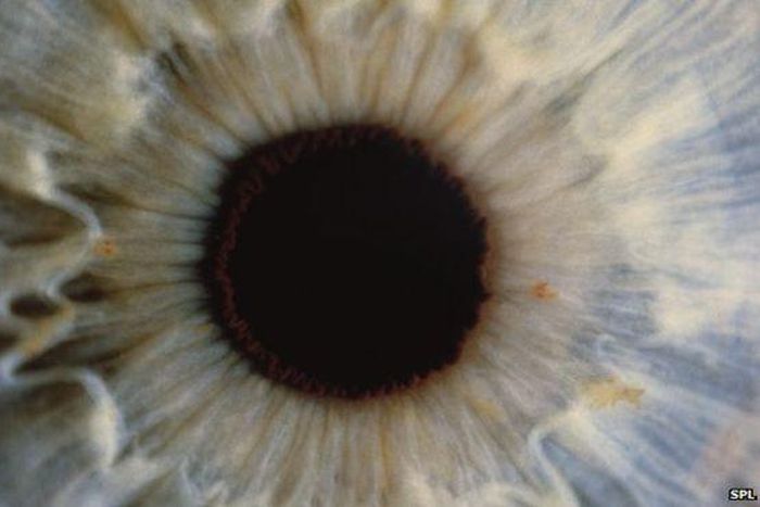 ___3737813___https:______static.pulse.com.gh___webservice___escenic___binary___3737813___2015___5___8___18____82863929_p4200089-human_eye-spl