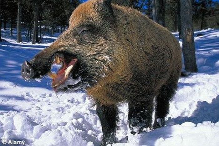 Wild boar injures father and son in Berlin garden