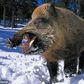 Wild boar injures father and son in Berlin garden