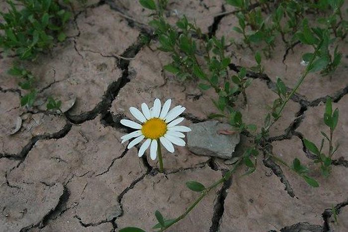 ___3917697___https:______static.pulse.com.gh___webservice___escenic___binary___3917697___2015___6___29___7___flat550x550075f