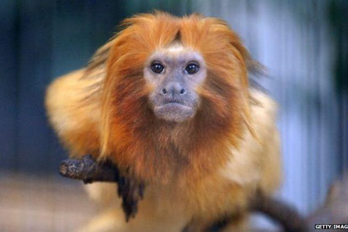 ___3748488___https:______static.pulse.com.gh___webservice___escenic___binary___3748488___2015___5___12___18____82933941_tamarin