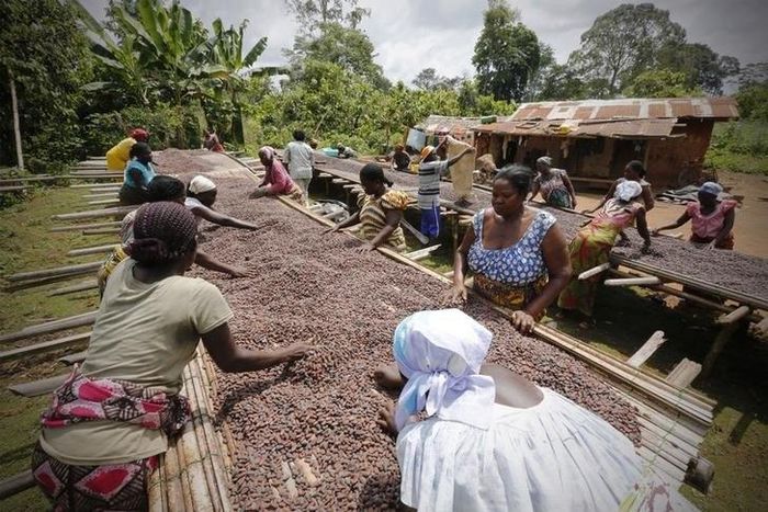 Women from a local cocoa farmers association called BLAYEYA work with cocoa beans in Djangobo, Niable in eastern Ivory Coast, November 17, 2014.   REUTERS/Thierry Gouegnon