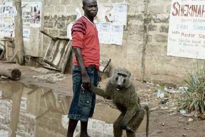 Man-baboon theft combo