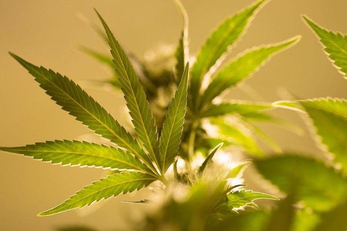 ___3671035___https:______static.pulse.com.gh___webservice___escenic___binary___3671035___2015___4___20___13___weed2