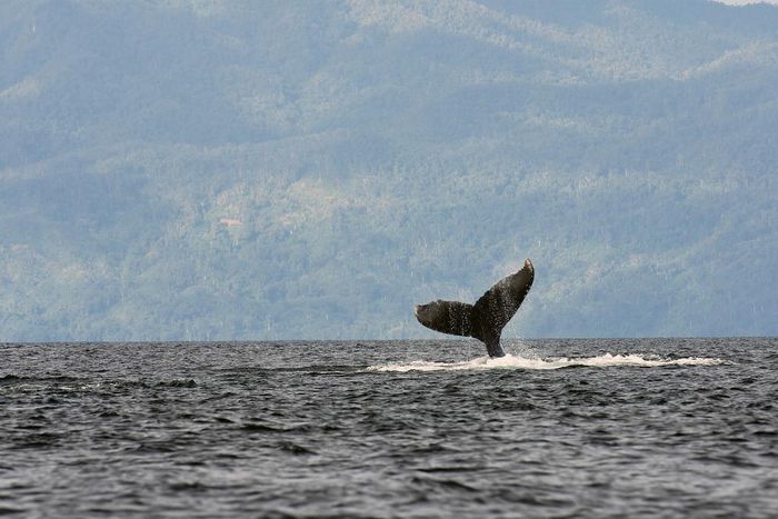 The Whale Album: Why Do Humpbacks Sing?