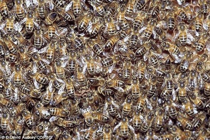 ___3835144___https:______static.pulse.com.gh___webservice___escenic___binary___3835144___2015___6___6___14___29638C0000000578-3112799-image-a-51_1433537003368