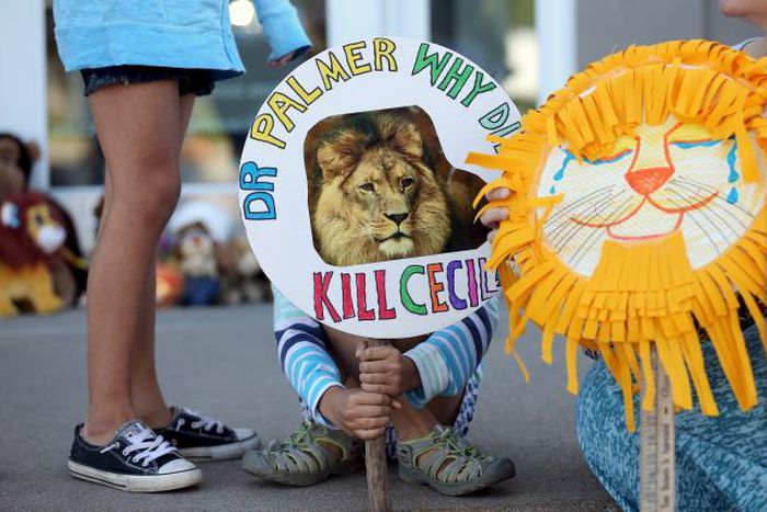 "What lion?" Zimbabweans ask, amid global Cecil circus