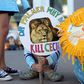 "What lion?" Zimbabweans ask, amid global Cecil circus