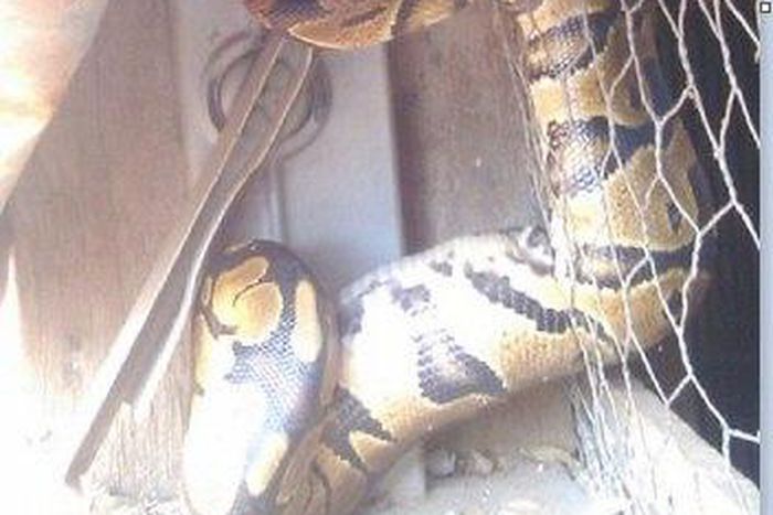 Pythons are welcomed visitors in a town in Anambra State