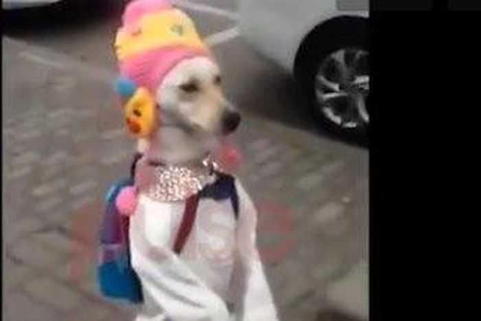 ___3966008___https:______static.pulse.com.gh___webservice___escenic___binary___3966008___2015___7___13___10___dog