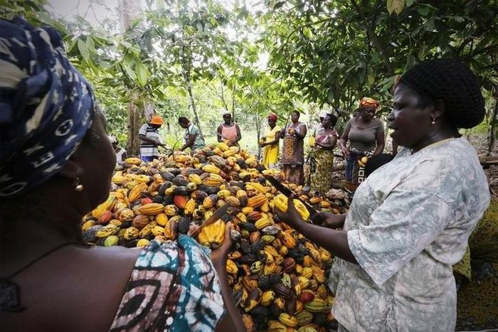 Women from a local cocoa farmers association called BLAYEYA work in a cocoa farm in Djangobo, Niable in eastern Ivory Coast, November 17, 2014.   REUTERS/Thierry Gouegnon