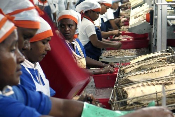 Workers process tuna at the Thon des Mascareignes factory in Mauritius' capital Port Louis   in a file photo.  REUTERS/Ed Harris