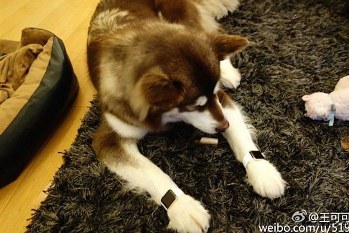 Wang Sicong's dog with the two Apple Watch Gold Edition watches