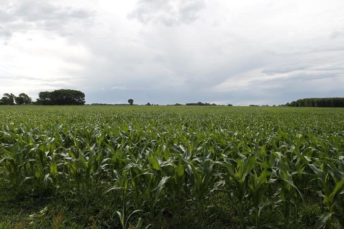 A corn field is seen at the town of Estacion Islas in Buenos Aires province, November 25, 2012.   REUTERS/Enrique Marcarian