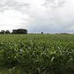 A corn field is seen at the town of Estacion Islas in Buenos Aires province, November 25, 2012.   REUTERS/Enrique Marcarian