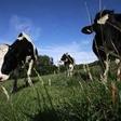 Stressed Italian cows get air-conditioned sheds to combat heatwave