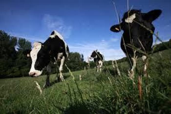 Stressed Italian cows get air-conditioned sheds to combat heatwave