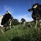 Stressed Italian cows get air-conditioned sheds to combat heatwave