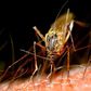 ___4009736___https:______static.pulse.com.gh___webservice___escenic___binary___4009736___2015___7___24___18___mosquito_3385724b