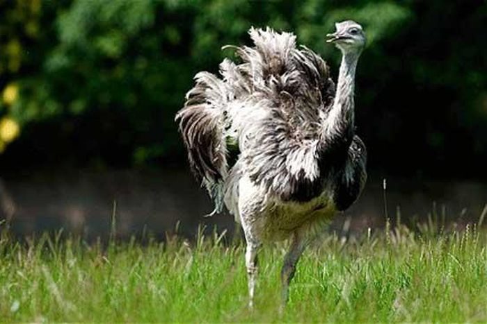 Watch out for aggressive, big bird, Britons told