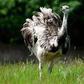 Watch out for aggressive, big bird, Britons told