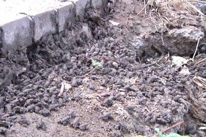 ___3834267___https:______static.pulse.com.gh___webservice___escenic___binary___3834267___2015___6___6___0___295FE2B700000578-3112207-image-a-14_1433501380912