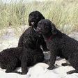 Three new dog breeds added to American Kennel Club list