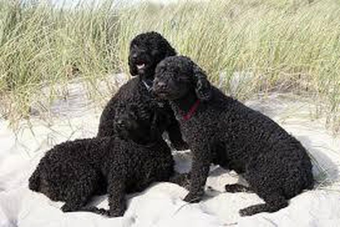 Three new dog breeds added to American Kennel Club list