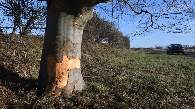 This is the exact tree Carson's Mazda ran into according to many reports. - itv