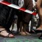 Men don stilettos, platforms for Madrid Gay Pride high heel race