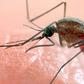 ___4007815___https:______static.pulse.com.gh___webservice___escenic___binary___4007815___2015___7___24___11___mosquito_3384407b