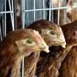 Britain confirms case of low-risk bird flu on farm