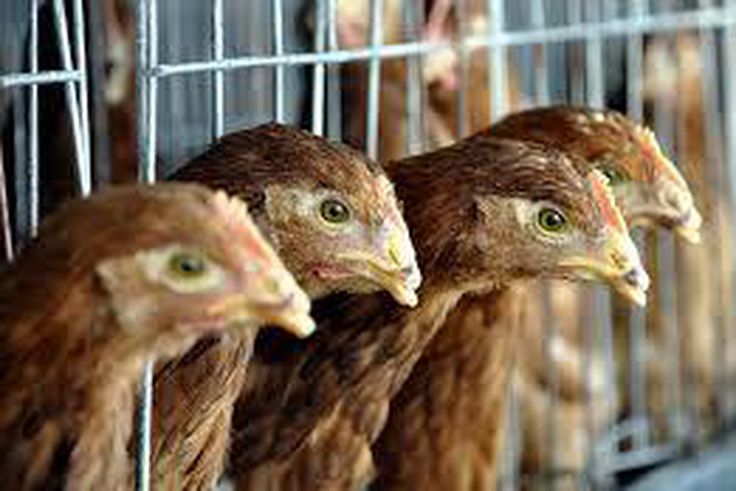 Britain confirms case of low-risk bird flu on farm
