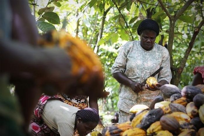N'da Yao Messou, 48, president of local cocoa farmers association called BLAYEYA, works in a cocoa farm in Djangobo, Niable in eastern Ivory Coast, November 17, 2014. REUTERS/Thierry Gouegnon