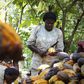 N'da Yao Messou, 48, president of local cocoa farmers association called BLAYEYA, works in a cocoa farm in Djangobo, Niable in eastern Ivory Coast, November 17, 2014. REUTERS/Thierry Gouegnon