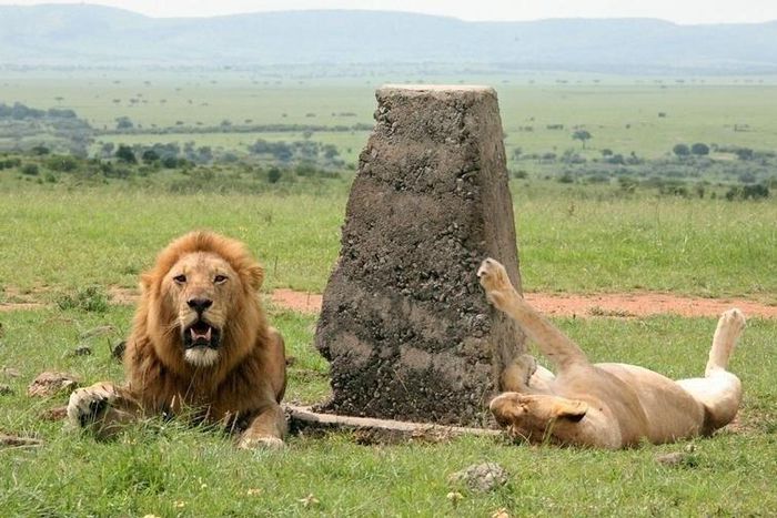 Two African lions lay next to the border mark between Kenya and Tanzania, in a file photo.