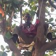 The Tree man, Mallam Kaura